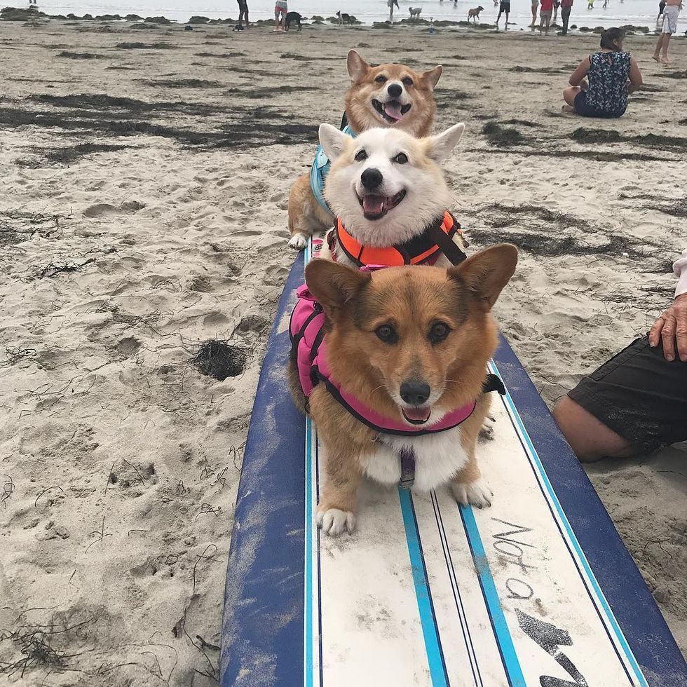 Фото: supercorgi_jojo / Instagram