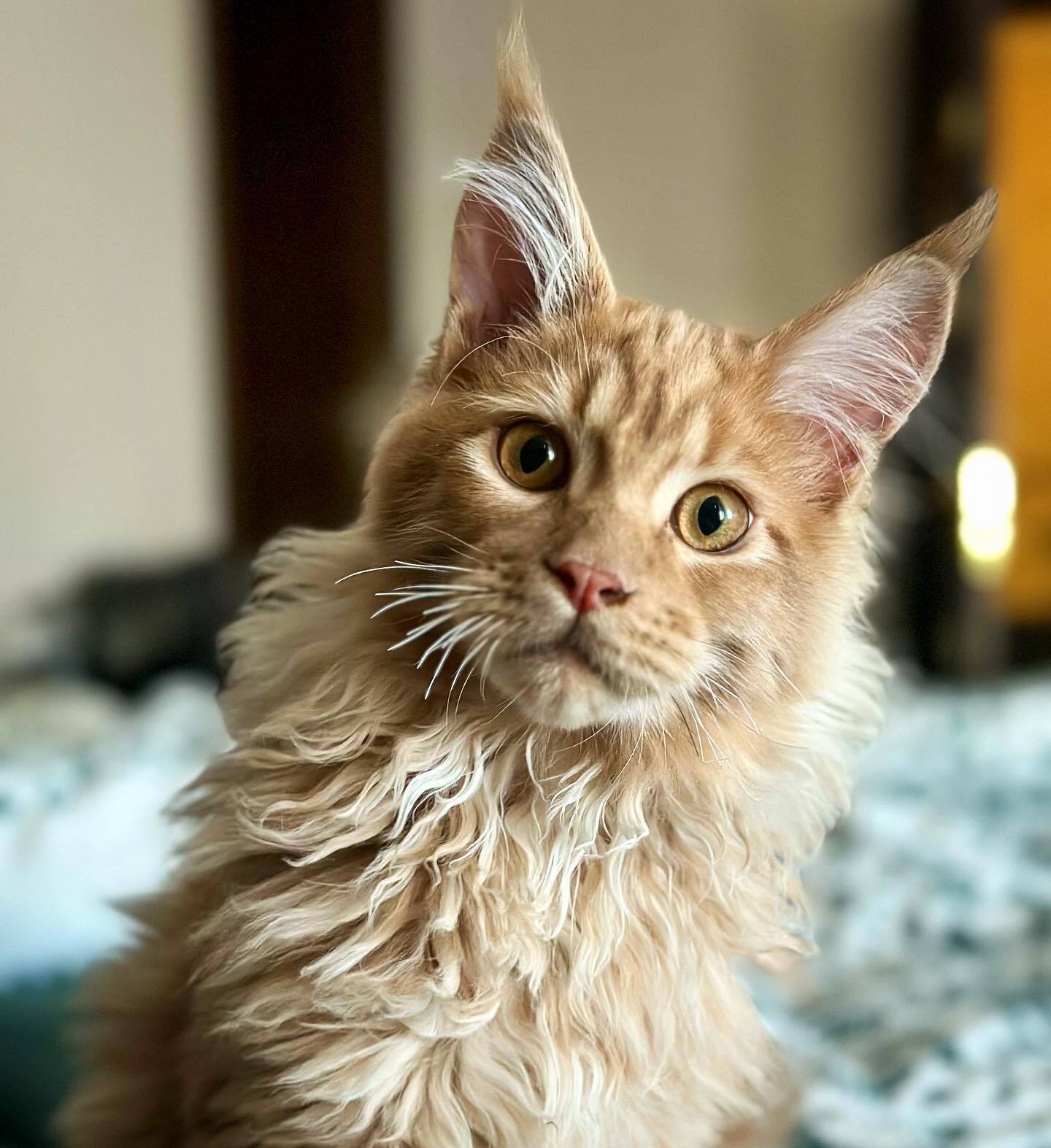 Зорий рассказала, зачем мать-кошка обгрызла усы их Хаймарсу, какая уникальная особенность есть у кота Соломона и как они воруют еду