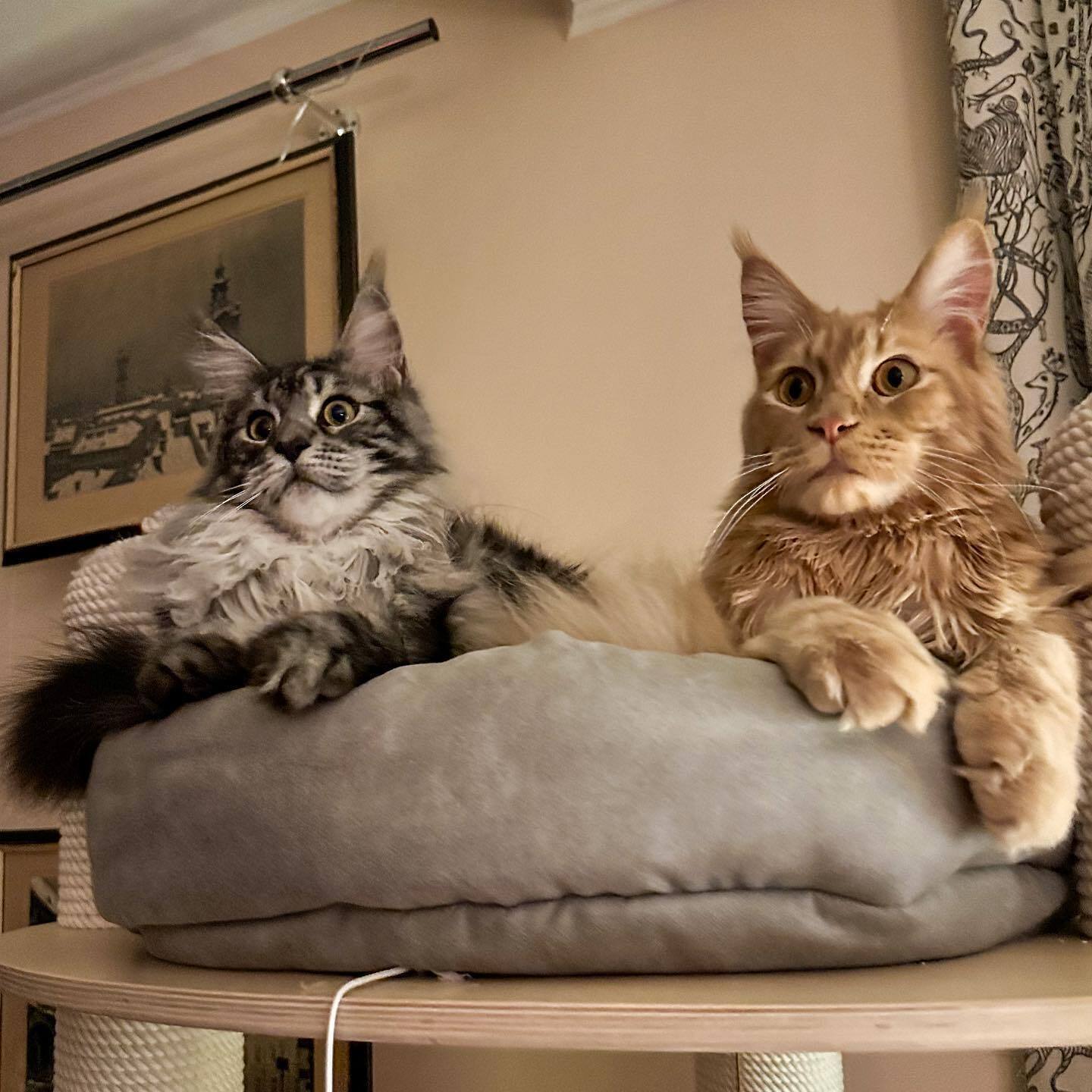 Зорий рассказала, зачем мать-кошка обгрызла усы их Хаймарсу, какая уникальная особенность есть у кота Соломона и как они воруют еду