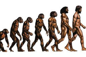 Эволюция человека