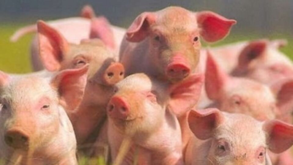 Беларусь также запретила ввоз кормовых добавок, изготовленных из сырья в Луганской области