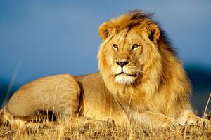 Львов в Западной Африке осталось менее 500 особей