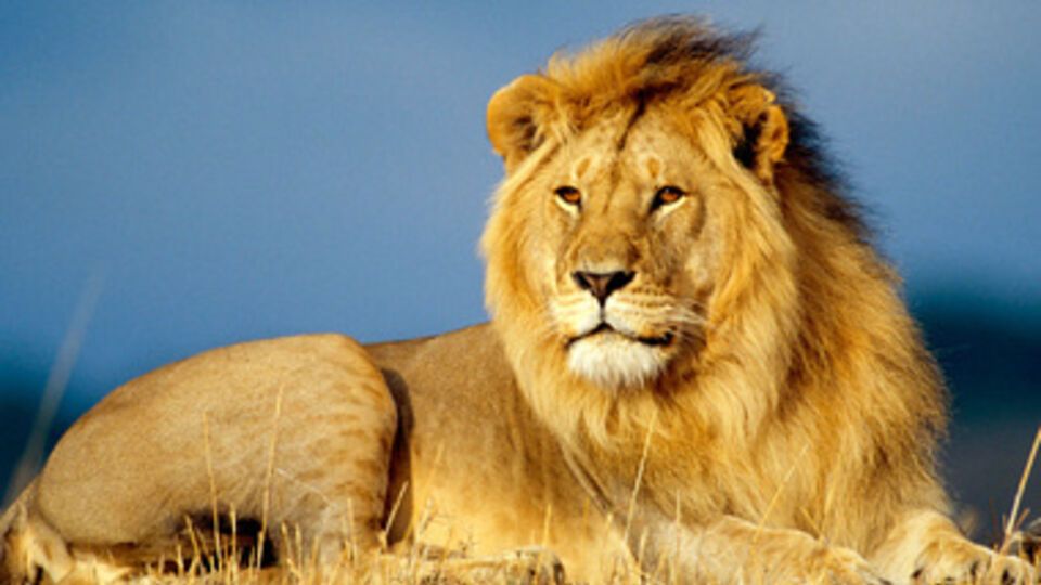 Львов в Западной Африке осталось менее 500 особей