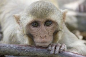 Бананы вредят обезьянам