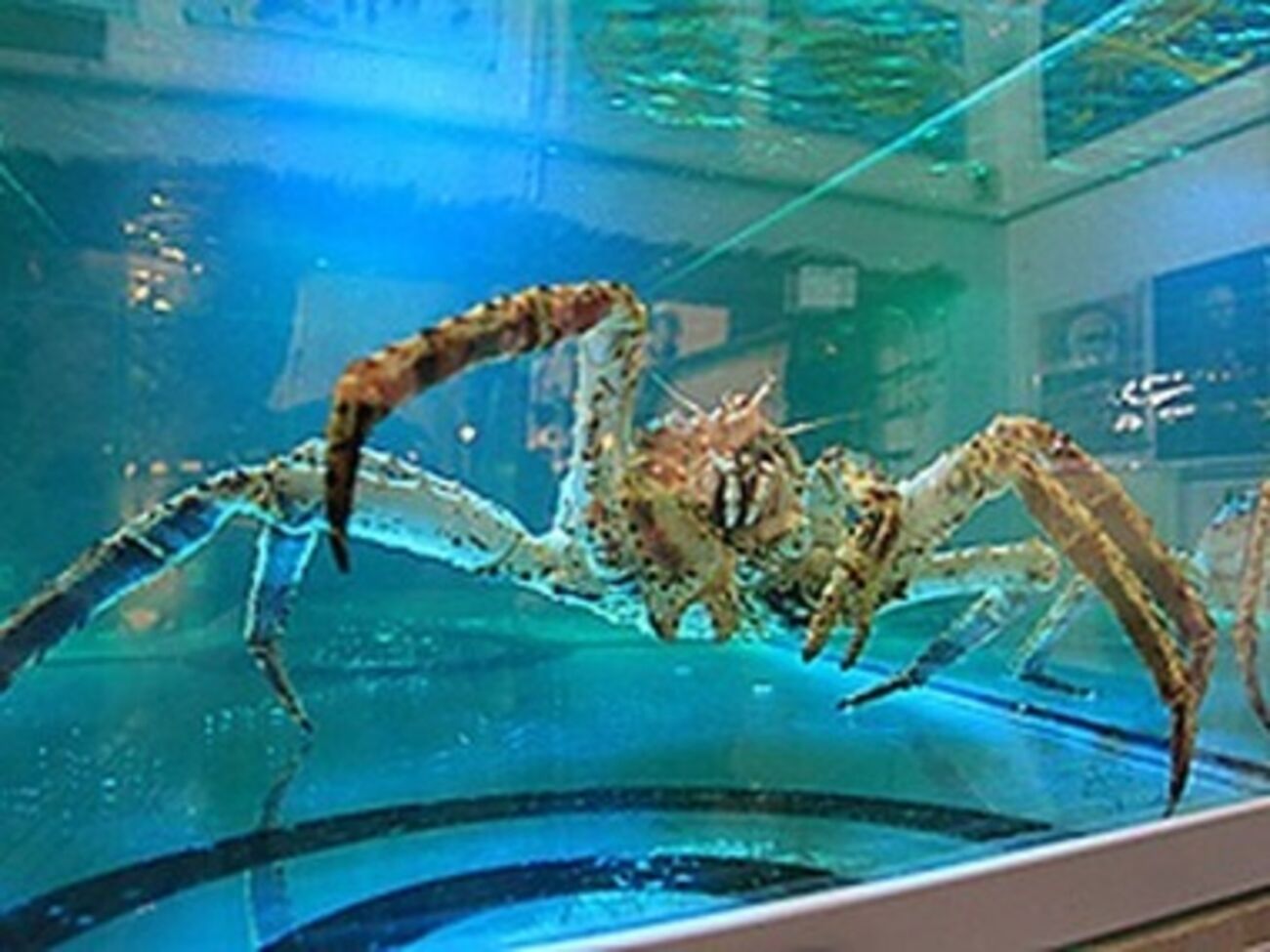 Краб-предсказатель