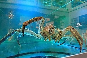 Краб-предсказатель