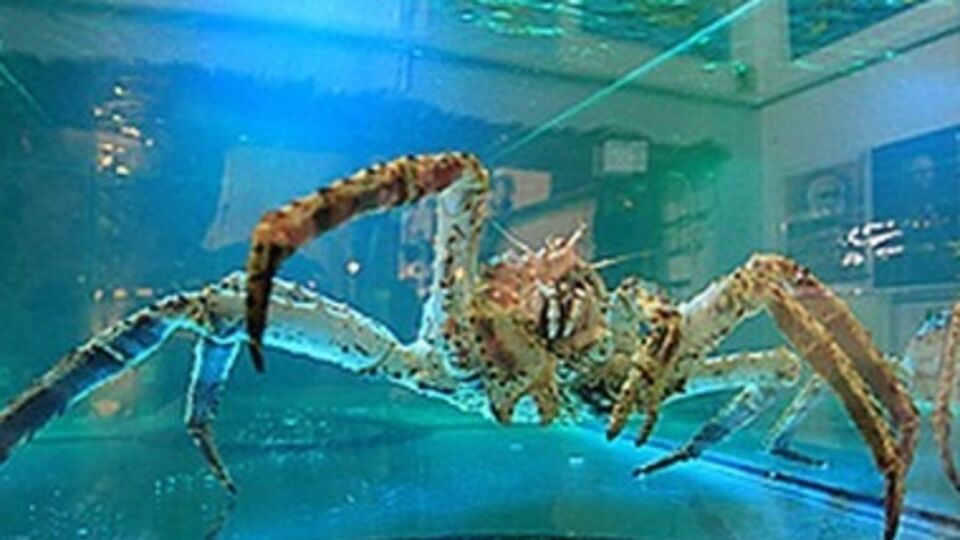 Краб-предсказатель