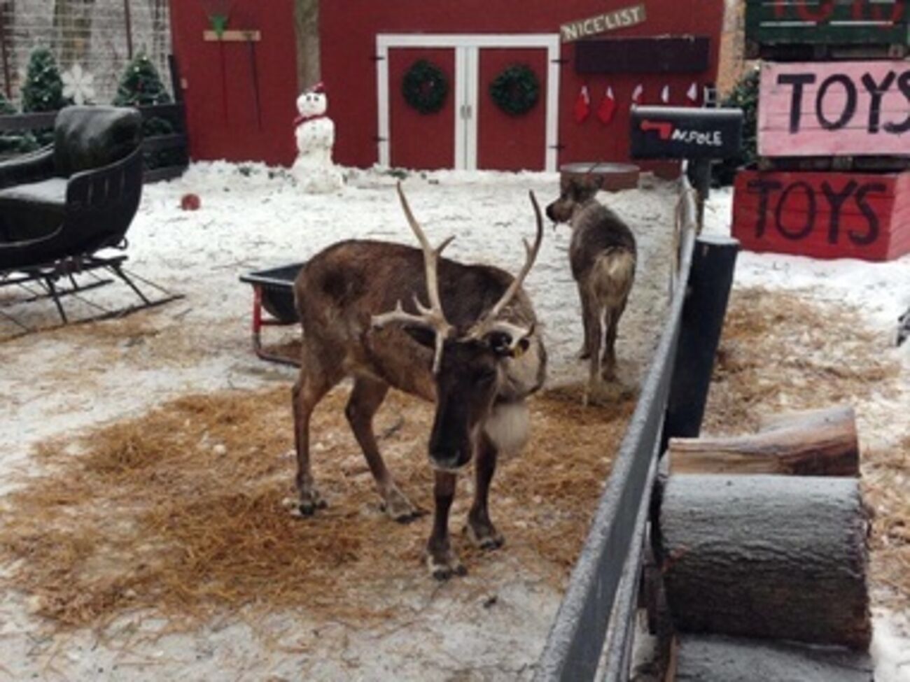 Такое поведение типично для оленей
