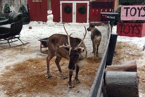 Такое поведение типично для оленей