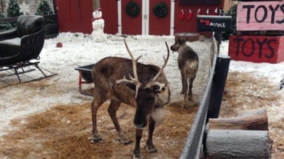 Такое поведение типично для оленей