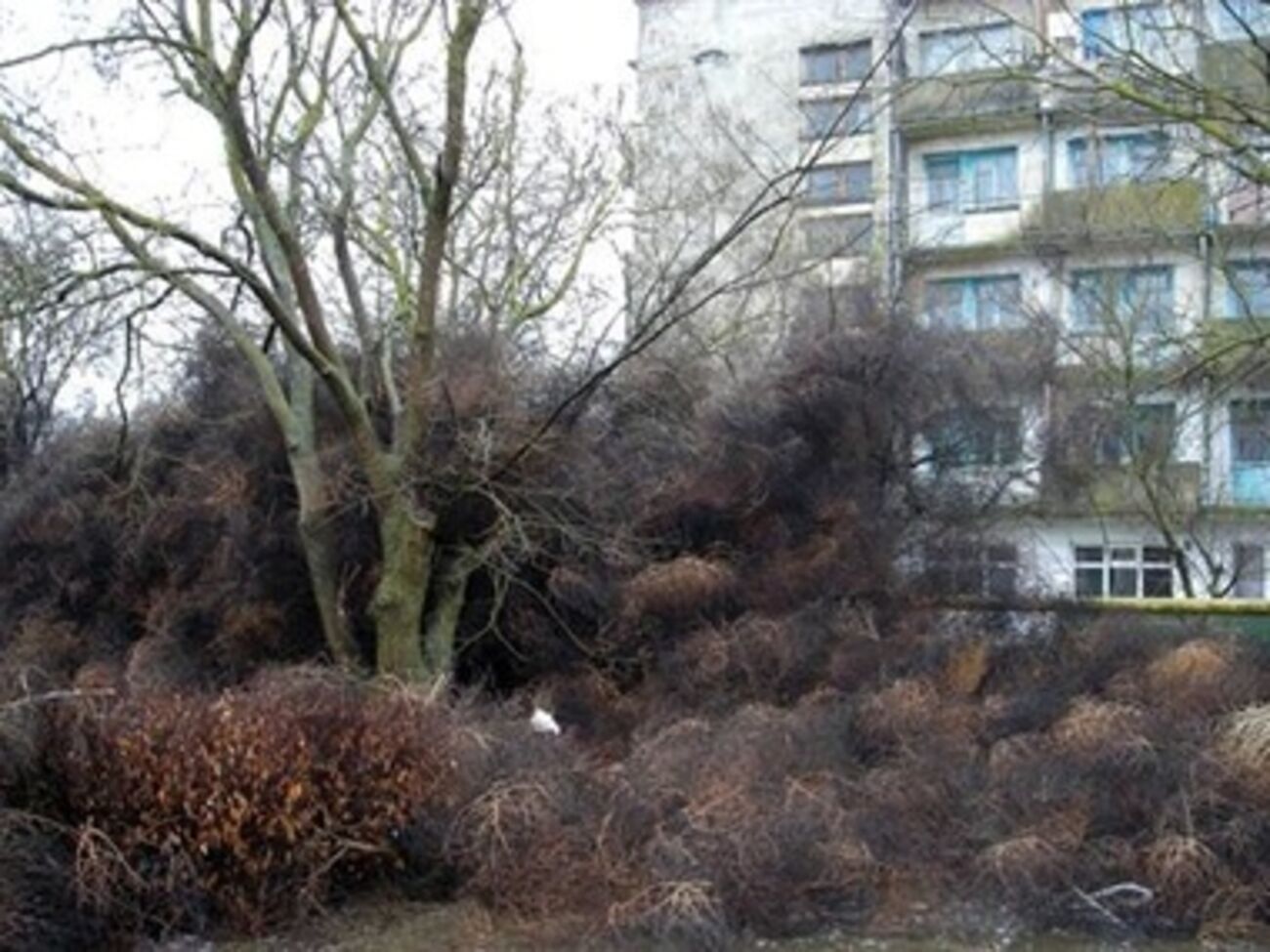 Поселок Мирный оказался в плену растений