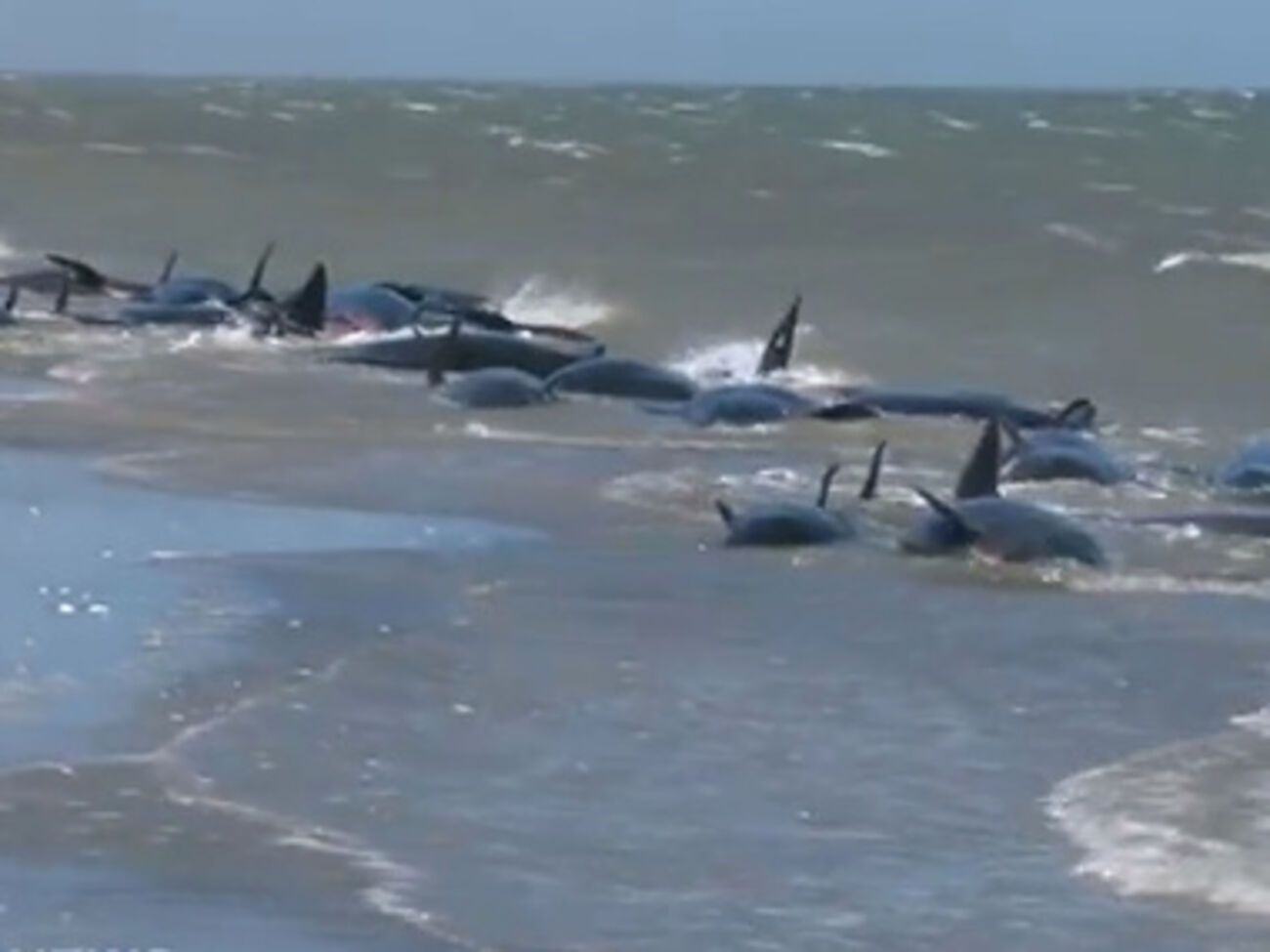 Дельфины погибли