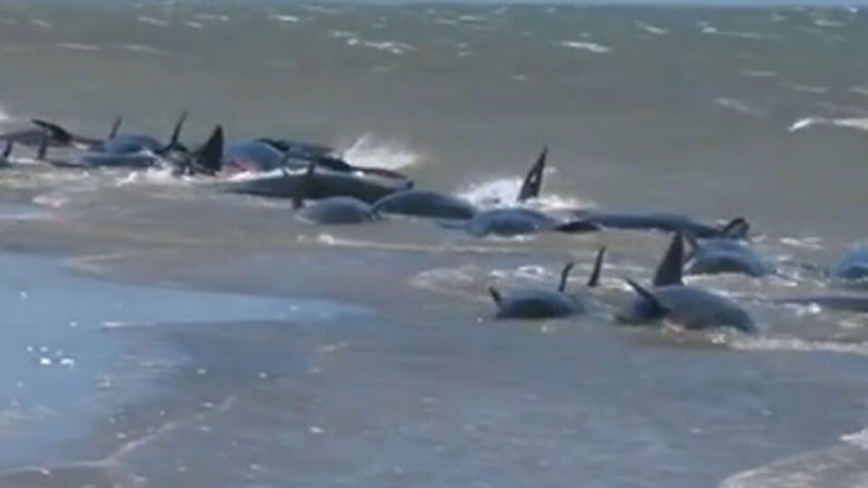 Дельфины погибли