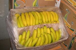 В немецком супермаркете случайно нашли 140 кг кокаина