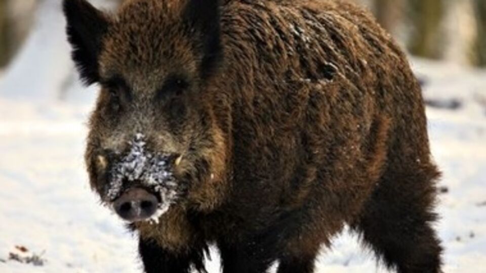 Труп кабана был найден рядом с украинско-российской границей