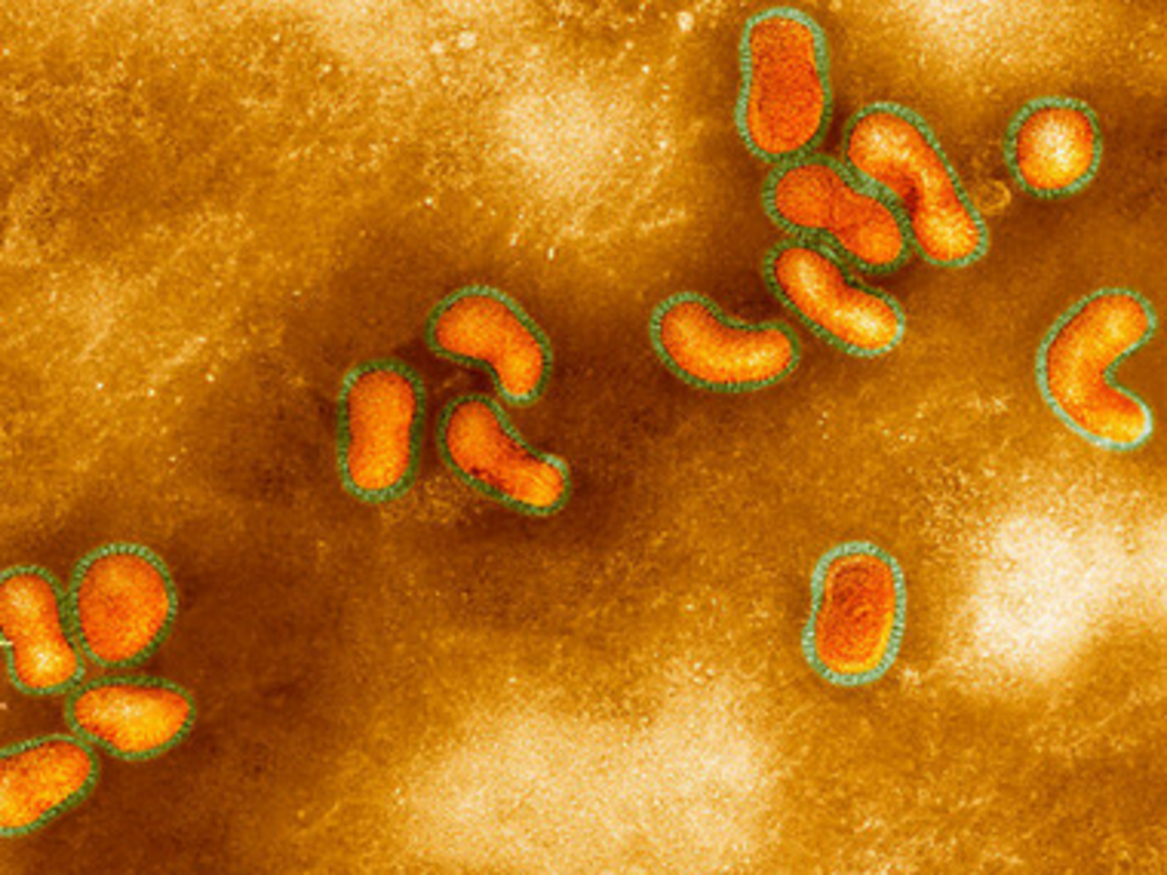 Вирус птичьего гриппа