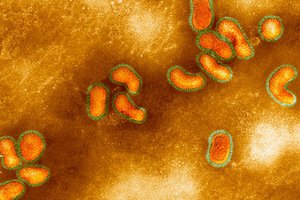 Вирус птичьего гриппа