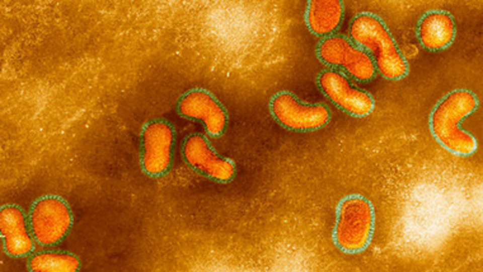 Вирус птичьего гриппа