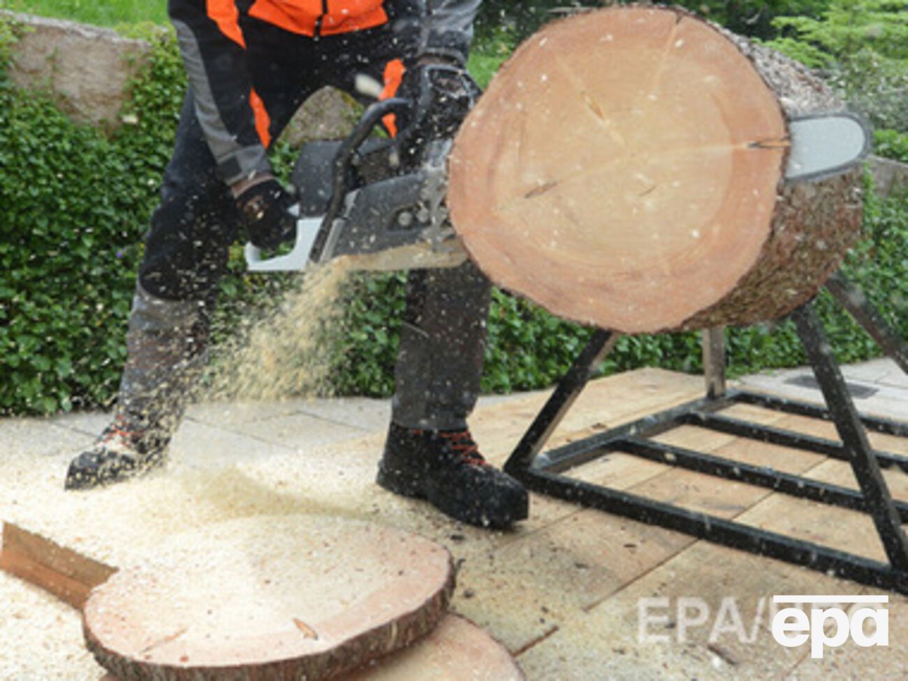 Россия считает украинскую древесину опасной