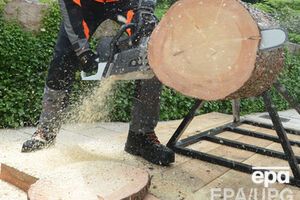 Россия считает украинскую древесину опасной