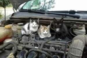 "Лада Калина" оказалась ловушкой для кошек