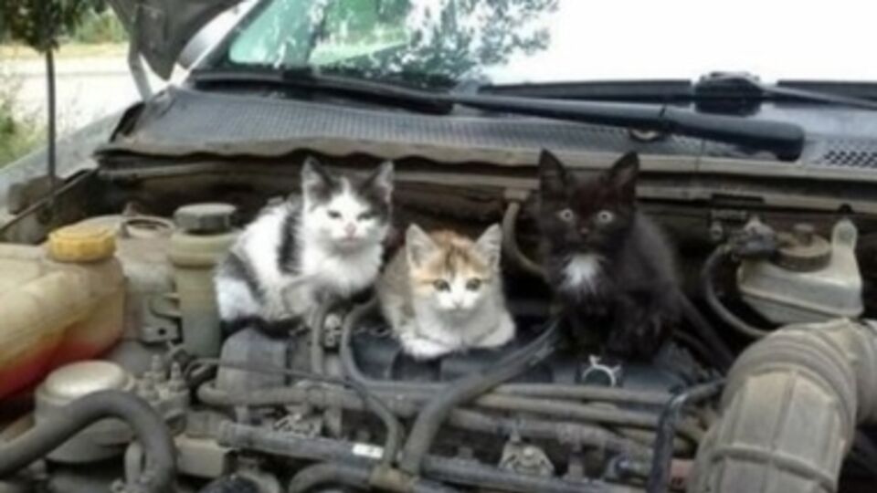 "Лада Калина" оказалась ловушкой для кошек