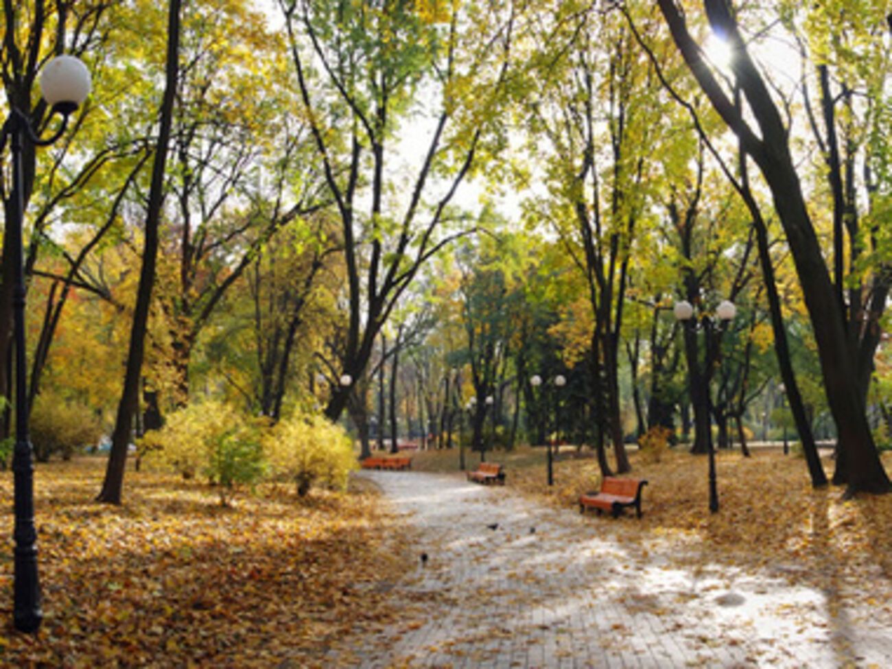 Ночью и утром 13 октября в западных областях Украины местами туман