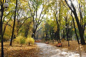 Ночью и утром 13 октября в западных областях Украины местами туман