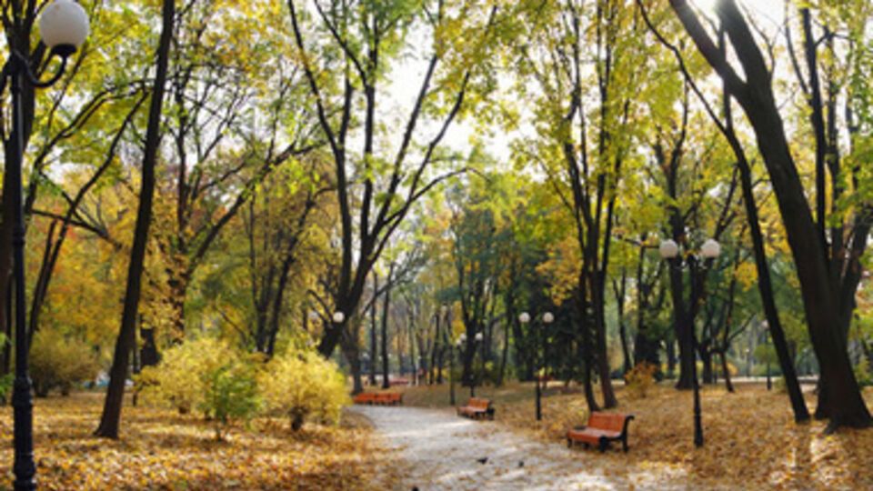 Ночью и утром 13 октября в западных областях Украины местами туман