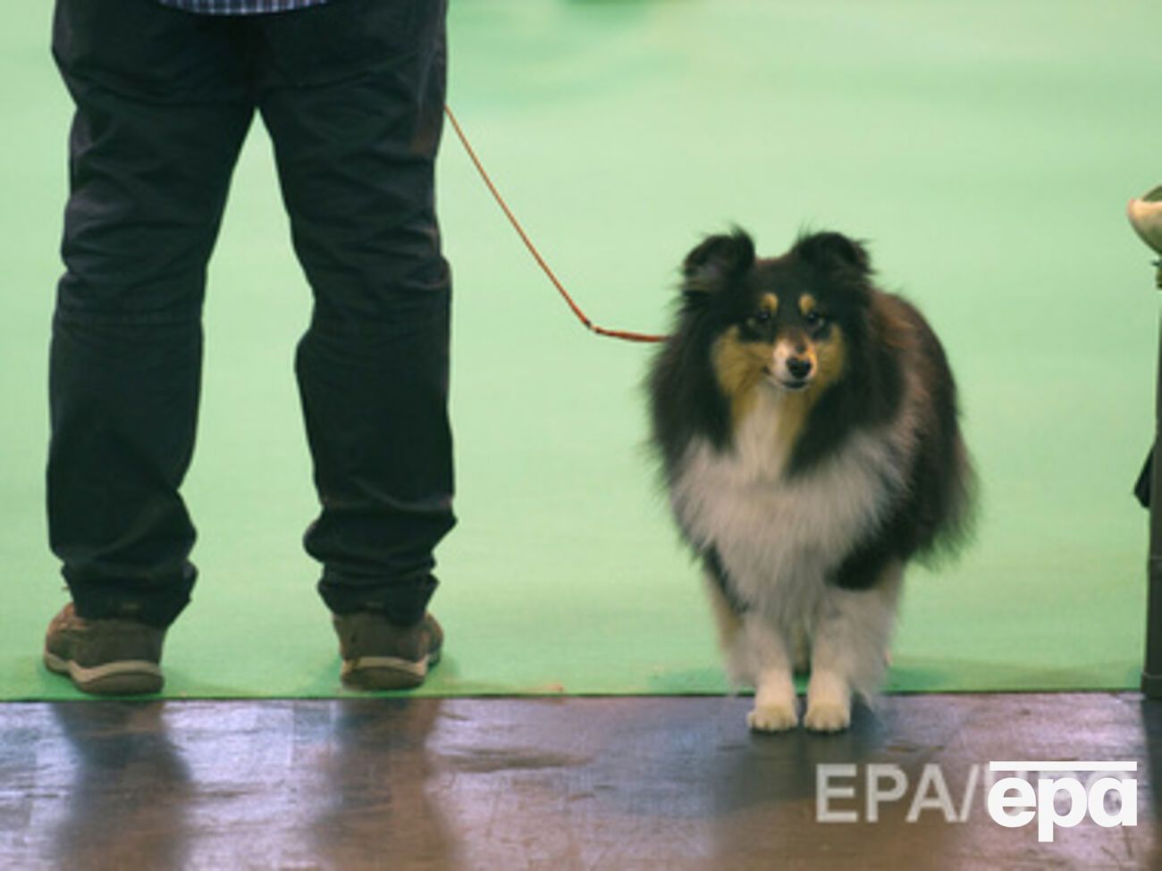 76 % датчан не одобряют секс с животными