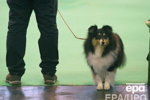 76 % датчан не одобряют секс с животными