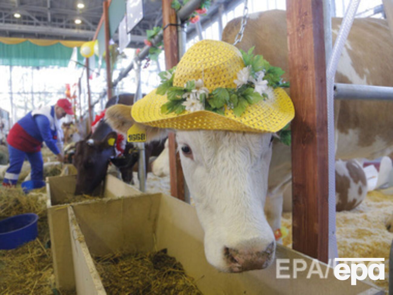 В России заметили, что&nbsp;говяжьи субпродукты из ЕС не попали под ограничения