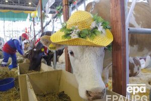 В России заметили, что говяжьи субпродукты из ЕС не попали под ограничения