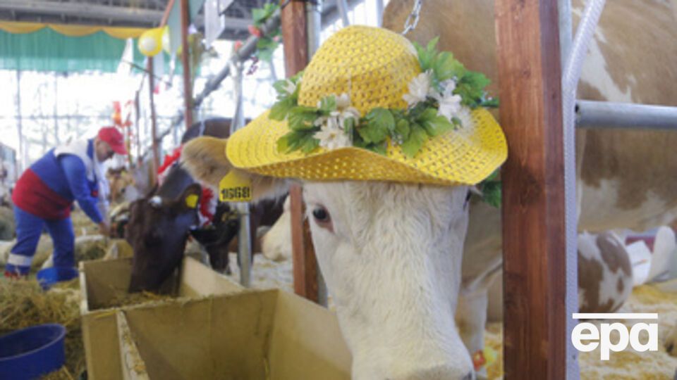 В России заметили, что говяжьи субпродукты из ЕС не попали под ограничения