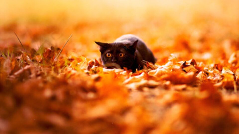 Вслед за потеплением в Украину придут дожди