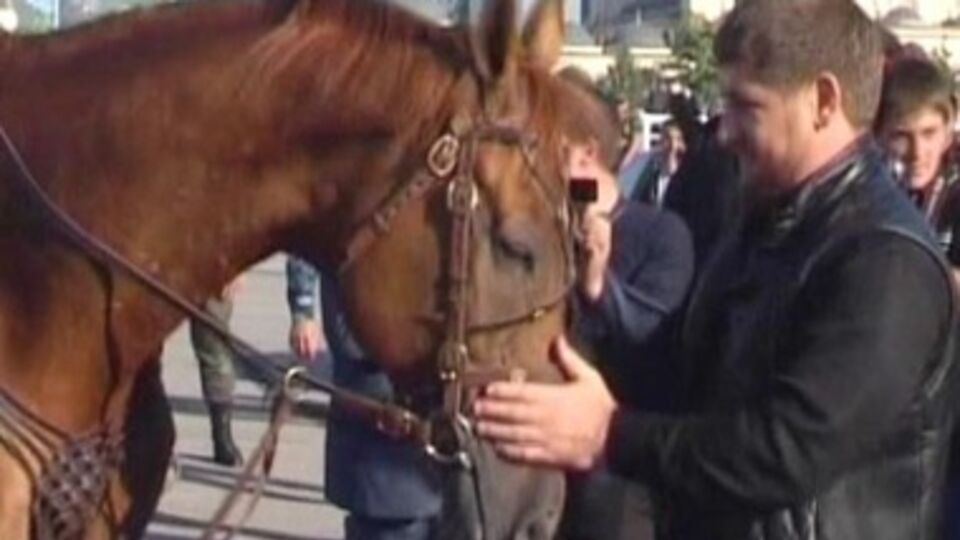 Конь Кадырова Зазу стал первым на скачках в Баден-Бадене и третьим – в Дюссельдорфе