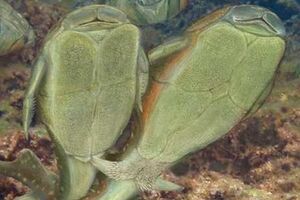 Художественное видение того, как мог выглядеть секс у рыб