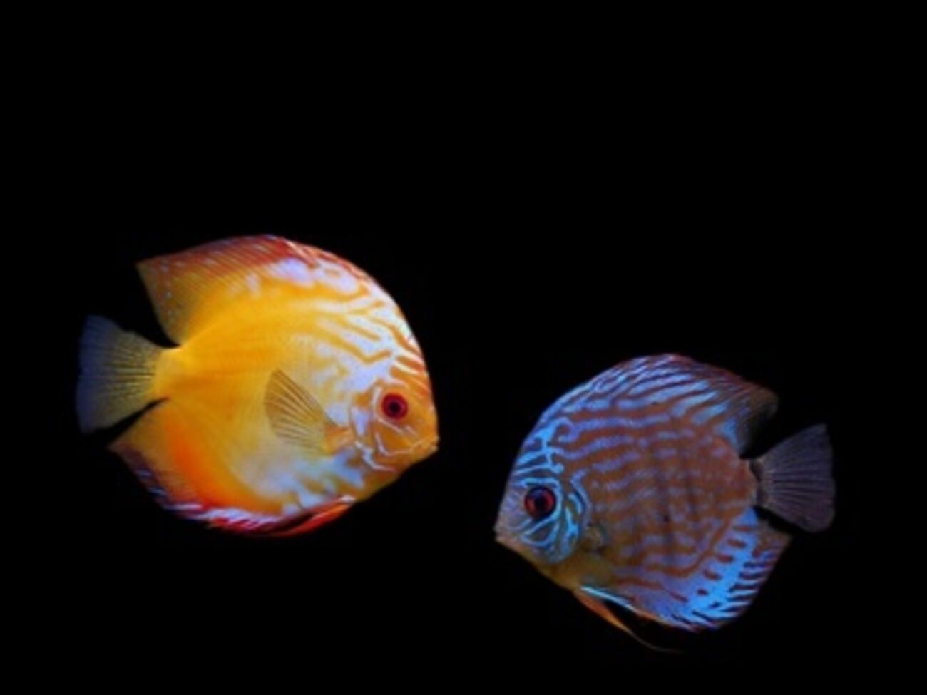 Ученые предлагают использовать этот эффект для светоотражающих поверхностей