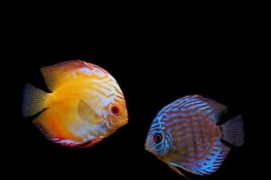 Ученые предлагают использовать этот эффект для светоотражающих поверхностей