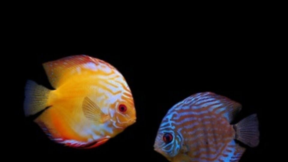 Ученые предлагают использовать этот эффект для светоотражающих поверхностей