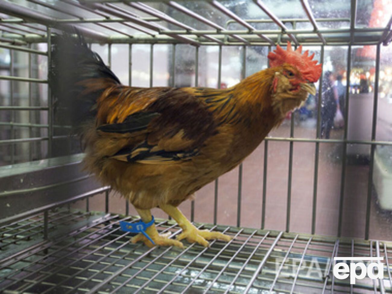 Груз с куриной печенью вернули на материковую Украину