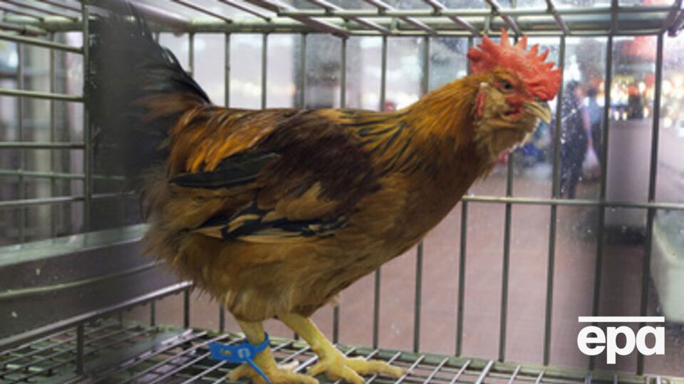 Груз с куриной печенью вернули на материковую Украину