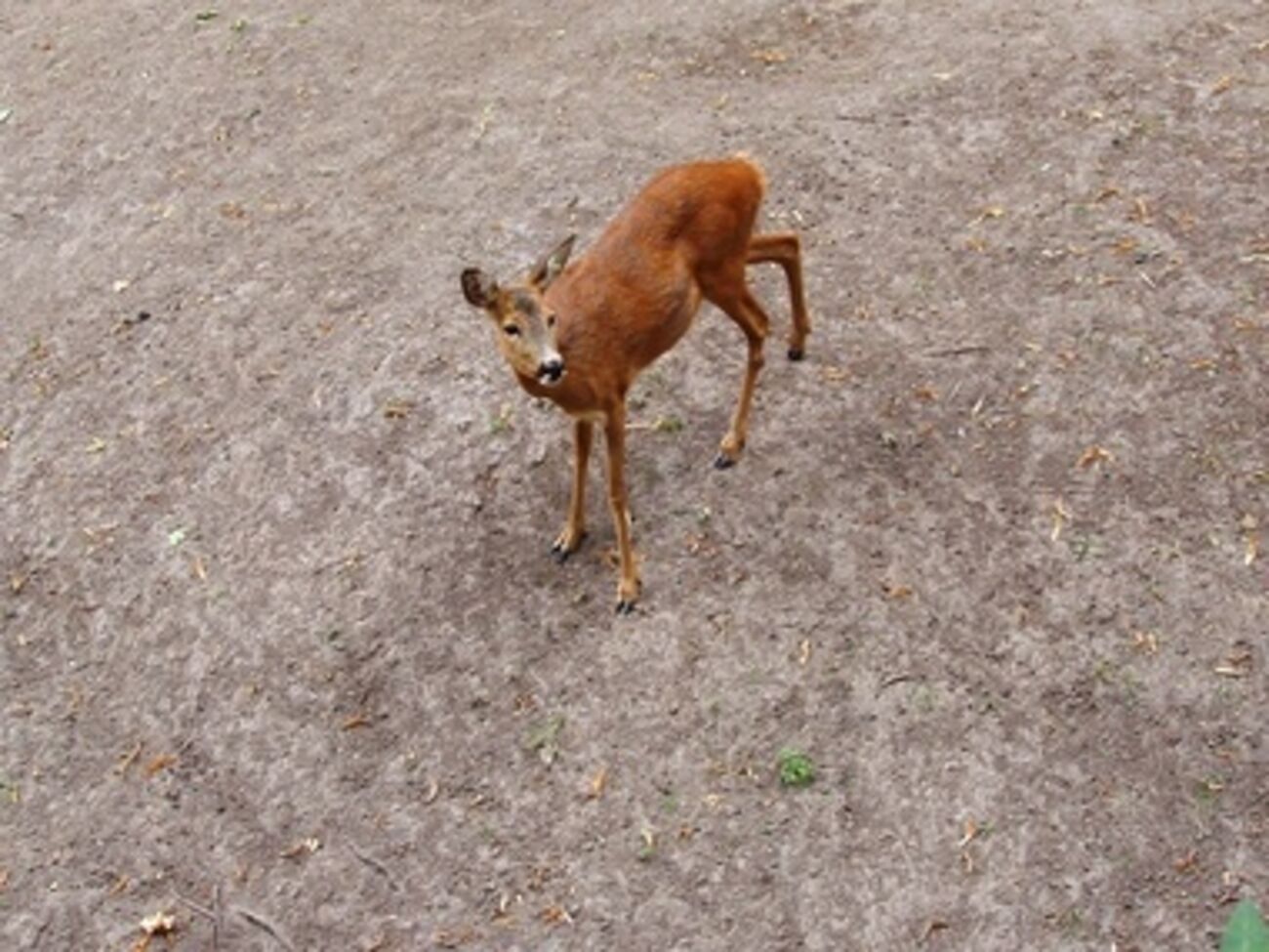 В киевском зоопарке --- очередная гибель животного