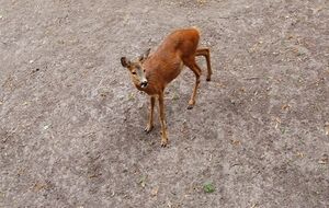 В киевском зоопарке --- очередная гибель животного