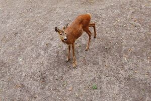 В киевском зоопарке --- очередная гибель животного