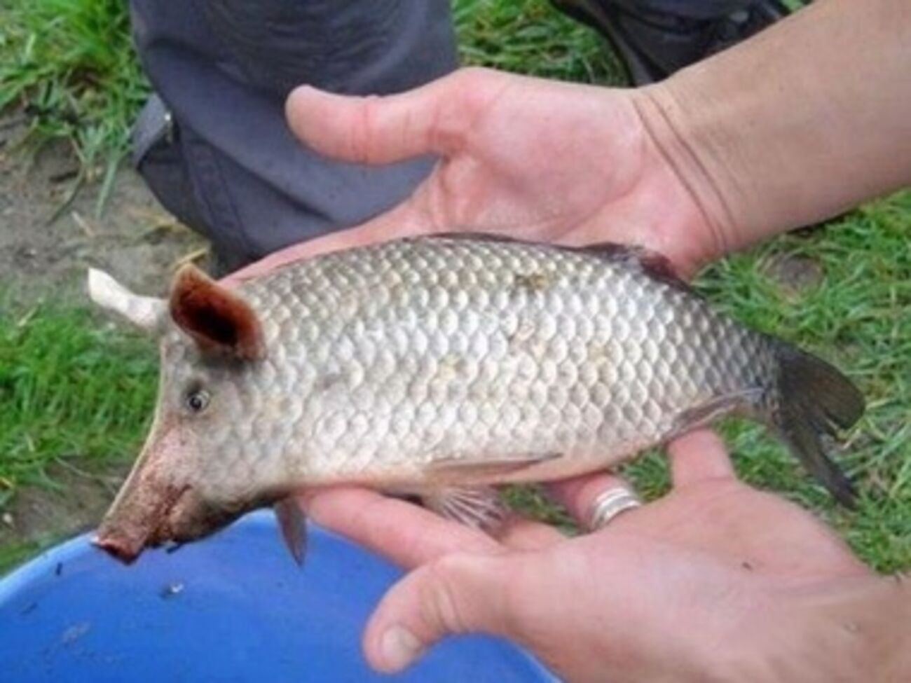 Свинину перевозили под видом пангасиуса