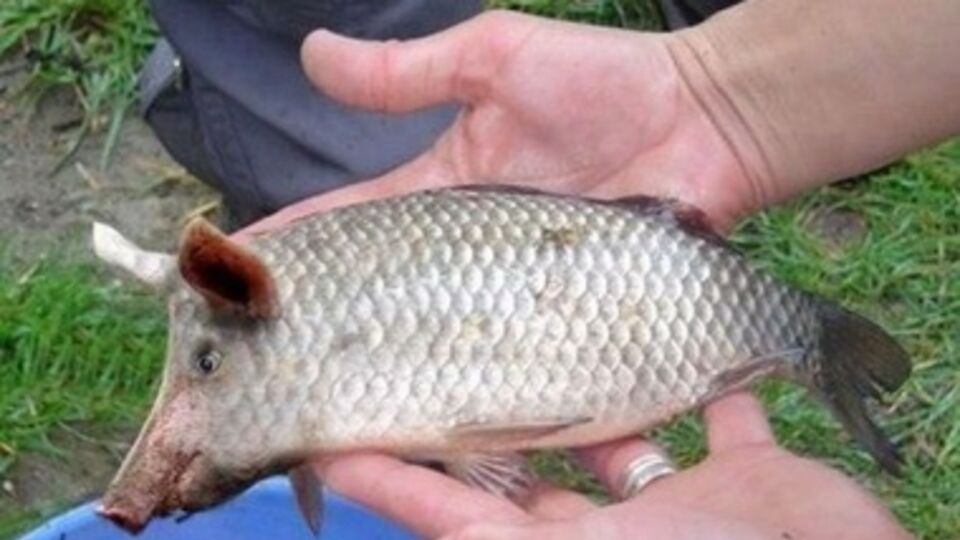 Свинину перевозили под видом пангасиуса