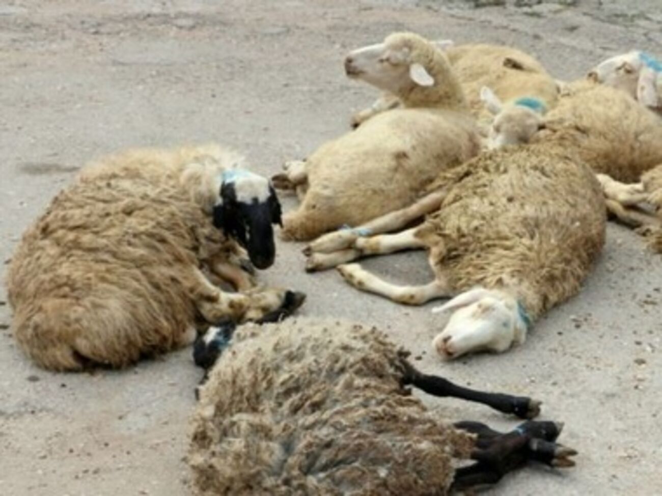 Баранов передали во дворе мечети в Симферополе
