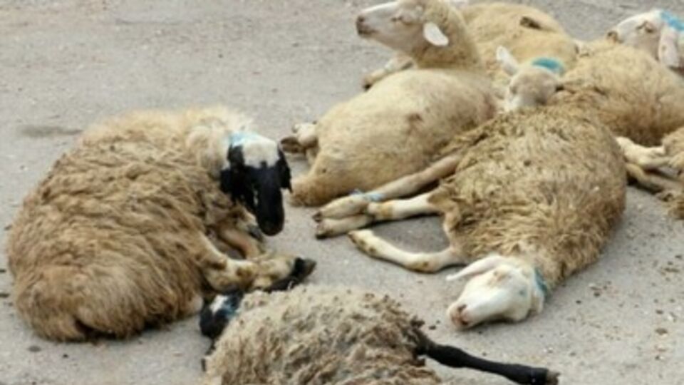 Баранов передали во дворе мечети в Симферополе