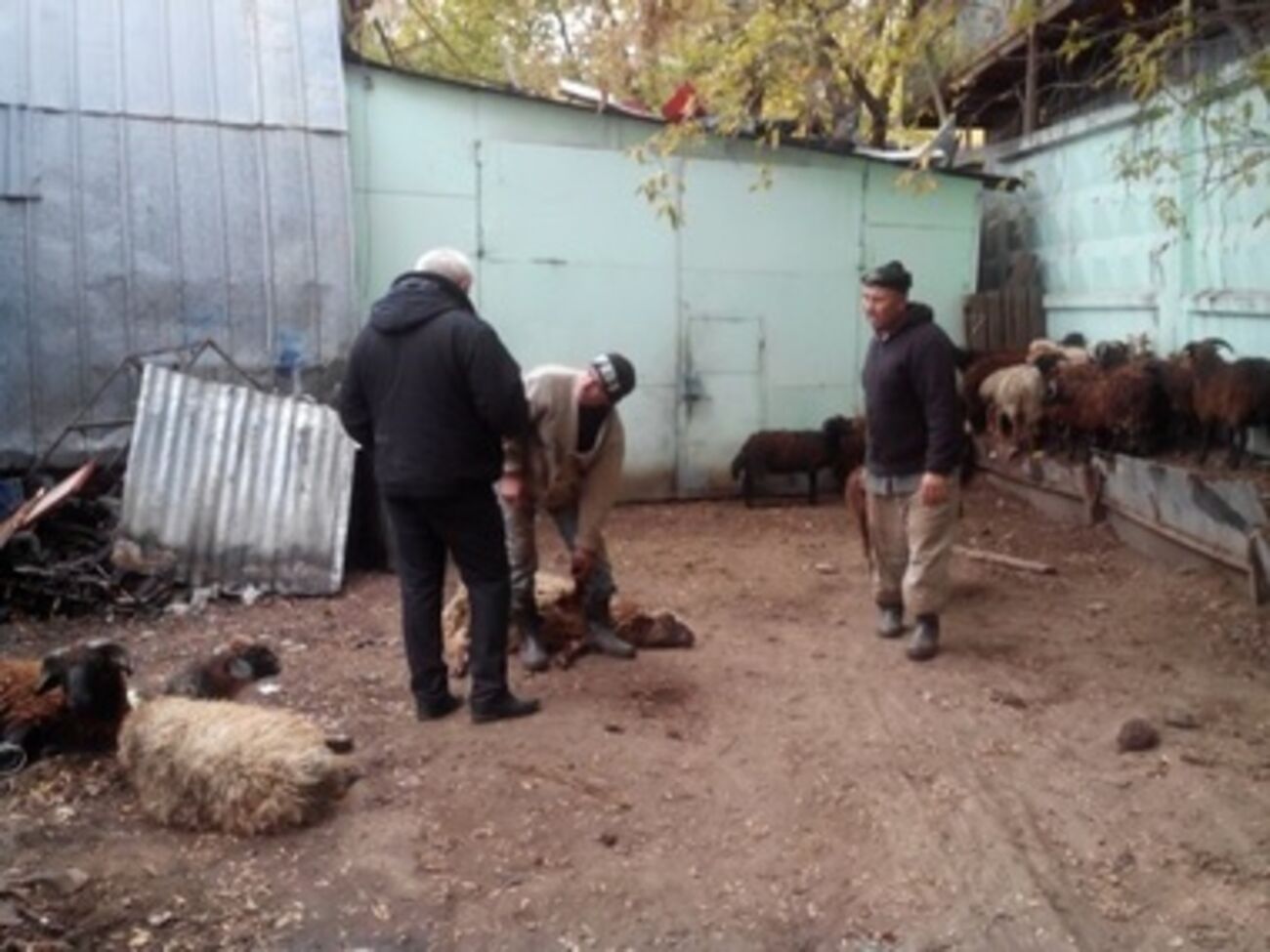 Нелегальная точка забоя баранов